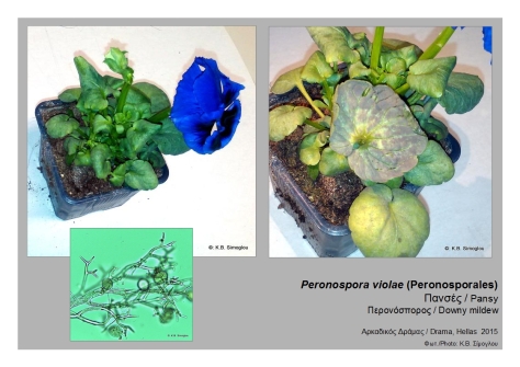 Peronospora violae _Pansy downy mildew