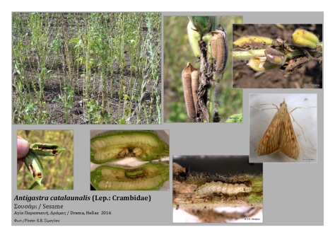 antigastra-catalaunalis-lepidoptera-crambidae-sesame